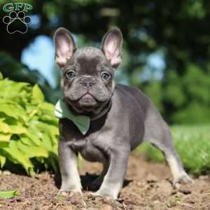 Marco, French Bulldog Puppy